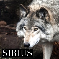 Sirius (Tenrou: Sirius the Jaeger) - Single - Mattyyym