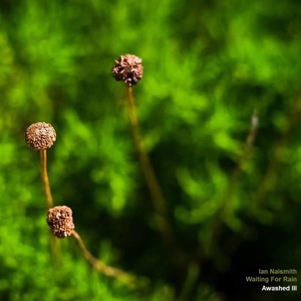 Waiting for Rain (Awashed III)