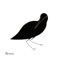 Feel Flattered - Bruna lyrics