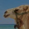 Camel - Radio Edit - Ziegnes lyrics