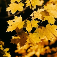 N°115 - Single - relaxdaily