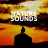 Zen Lullaby & Relaxing Mindfulness Meditation Relaxation Maestro - Deep Concentration