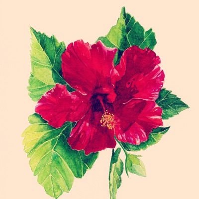 Rose Mallow - Single