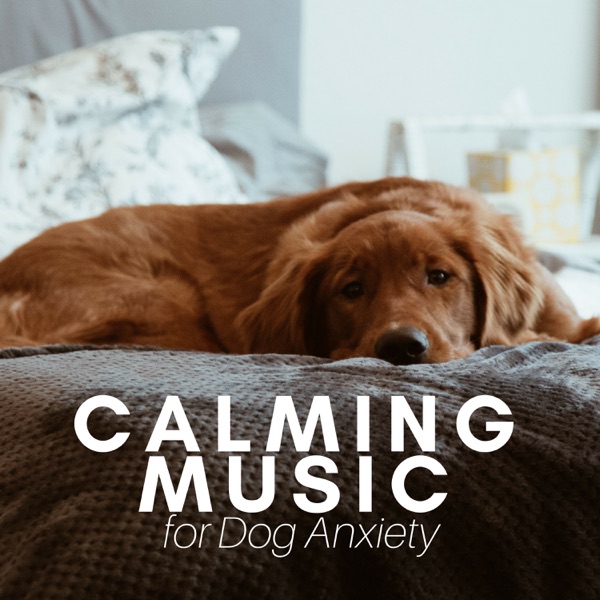 Calming Music for Dog Anxiety - Academy to Relax Pet Songs