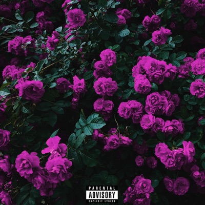 Roses Are Violet