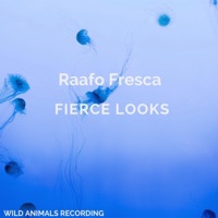 Fierce Looks - Single - Raafo Fresca