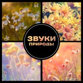 Звуки природы artwork