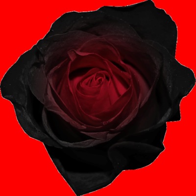 Molly Water - Single