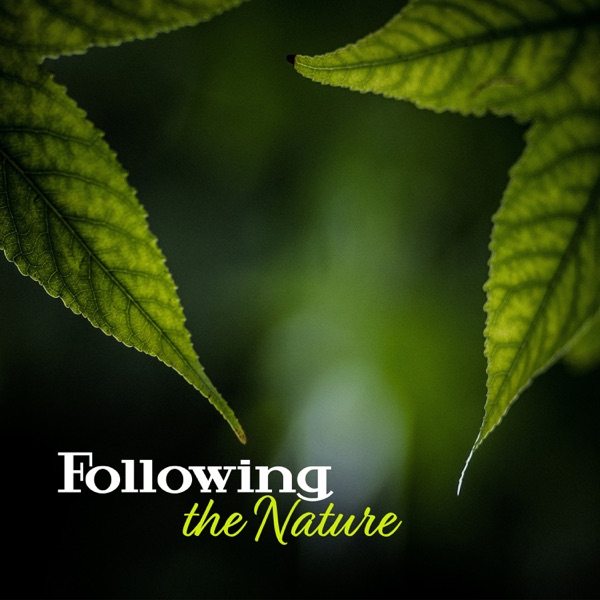 Following the Nature: Amazing Sounds for Relaxation, Feel the Nature Atmosphere
