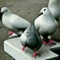 The Bendz - Pigeons lyrics
