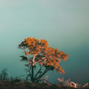 Cerise - Single