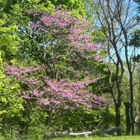 Gortex (feat. Dyior & Kenny glo) - Single - DLow