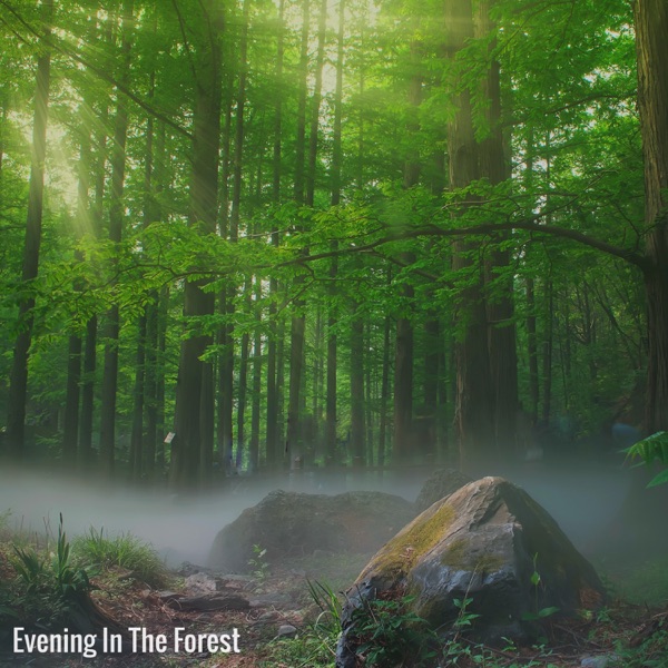 Evening In the Forest