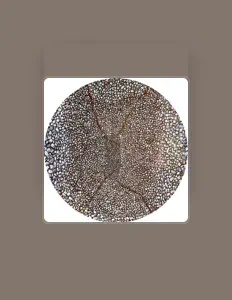 Opulを聴いたり、ミュージックビデオを鑑賞したり、経歴やツアー日程などを確認したりしましょう！