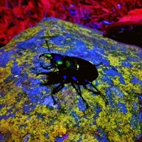 Massive Creature from a Far Away Planet - Pinball