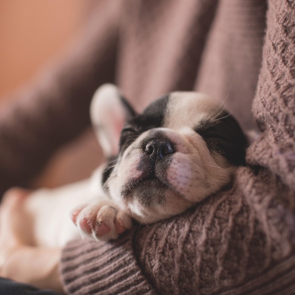 Happy Dog Relaxation