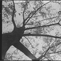 Sweet Summer x Nirvona (Live) - Single - Kafayé