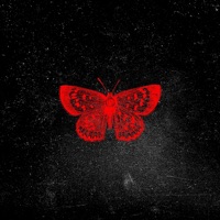 Butterflies - Single - cole