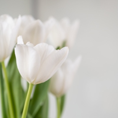 The Voice of Our Nation - Single