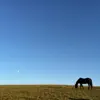 Telecasted - Crops