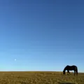 Skies
