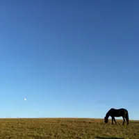 Cattle — Telecasted