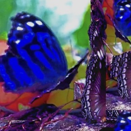 Butterflies evilmiku