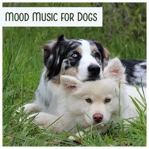 Mood Music for Dogs – Stress Relief for Pets, Comfort and Happiness Music, Pet Relaxation Background Sounds