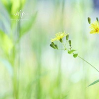 举杯消愁静心安宁自愈自然纯音乐 - 乐野十里
