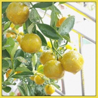 Lemonade Drink - Single - J Fletch & Kino Beats