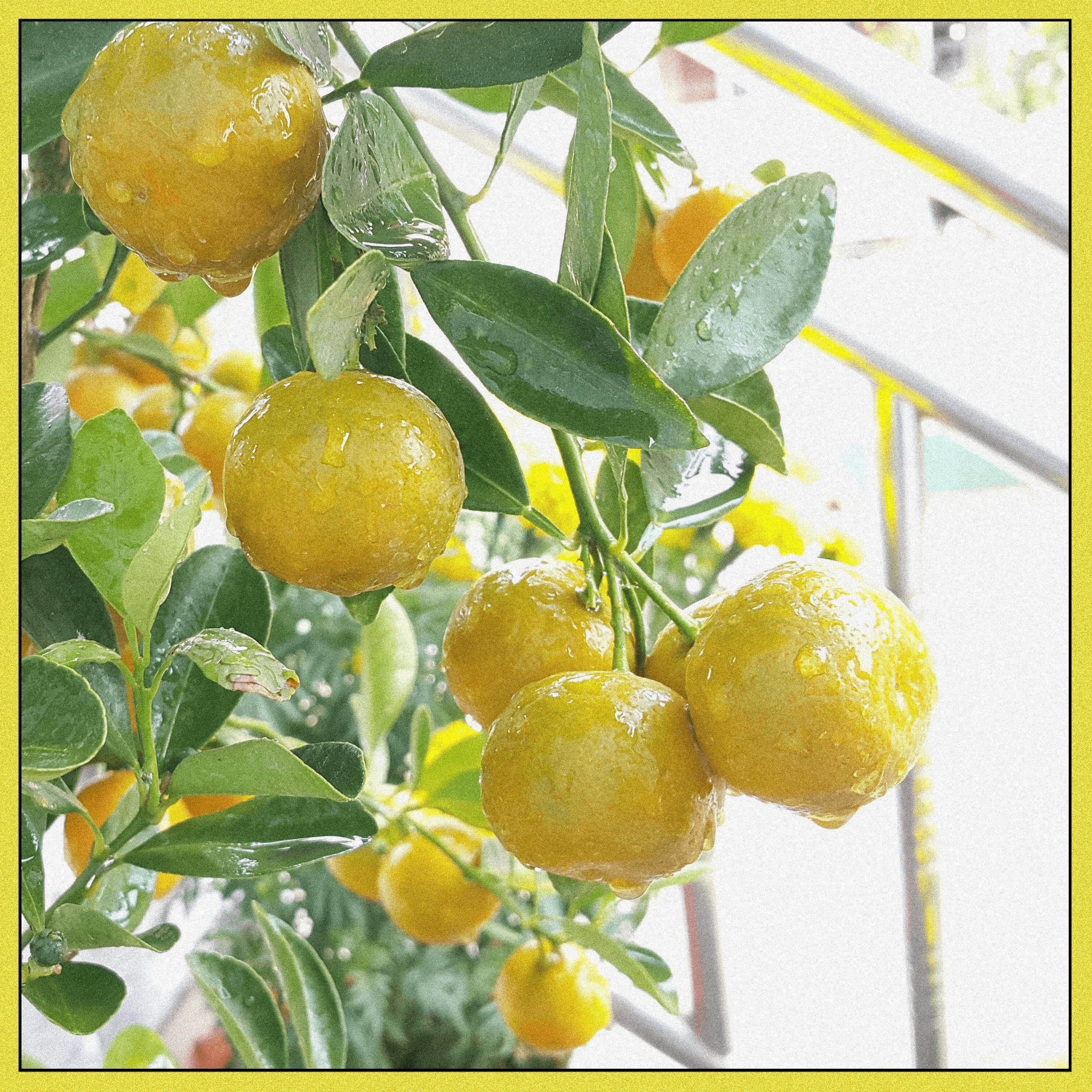 Lemonade Drink - Single