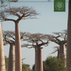 Baobab - Single