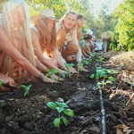 Shining Lion - Permaculture