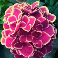 Heaven's Lullaby - Single - BigRicePiano