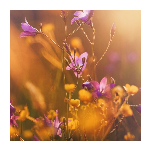 Heal Your Soul With Soud