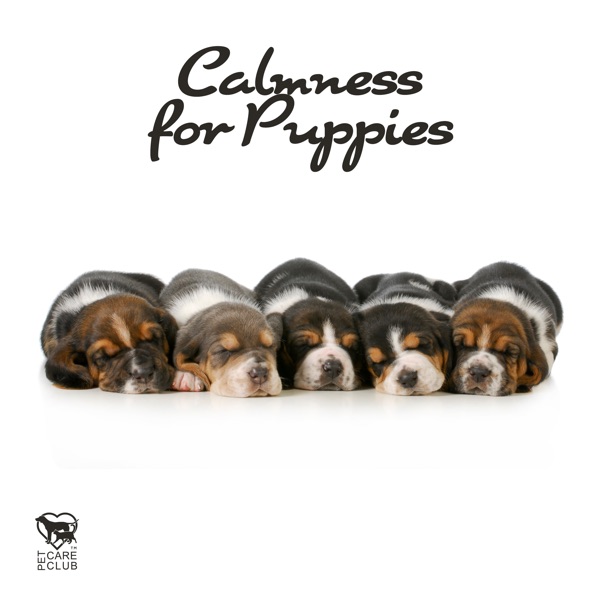 Calmness for Puppies