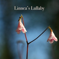 Linnea's Lullaby - Single - Muriël Bostdorp