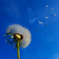 With the Wind - Single - Blossomn