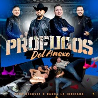 Profugos del Anexo - Single - Meño Segovia & Banda La Indicada La Mejor De Mazatlán Sinaloa