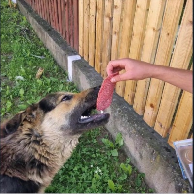 Cea Mai Mare Pula - cainele mananca salam