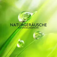 Vogelstimmen für Entspannen — Entspannende SPA Musik Zone