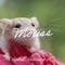 Mouse - Rahul Roaring RC lyrics