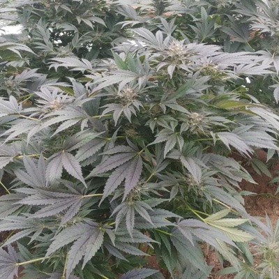 Sell a Bit (feat. idkruin) - Single