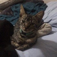 Misery - Single - Agony