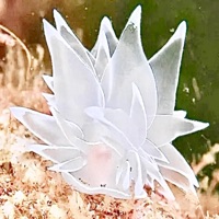 FREAK (feat. Mini) - Single - AVIATOR