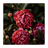 Our Perfect Evenings - Chill Out Time Consort