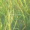 Nature's Calling (A Cappella) - Yae Yadir lyrics