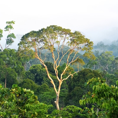 Noell - Sape Kalimantan Bersatu