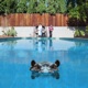 HIPPOPOTAMUS cover art