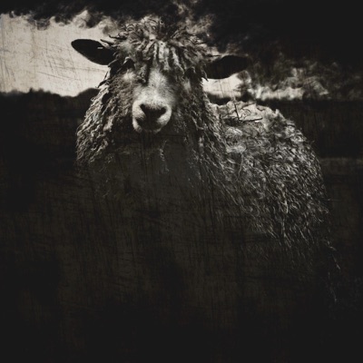 Black Sheep II - Single